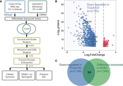 Transcriptomic Analyses Reveal B-Cell Translocation Gene 2 as a Potential Therapeutic Target in Ovarian Cancer